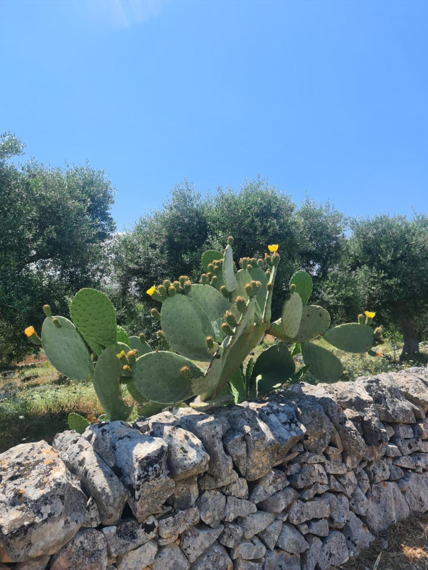 Masseria Gianca Чистернино Екстериор снимка
