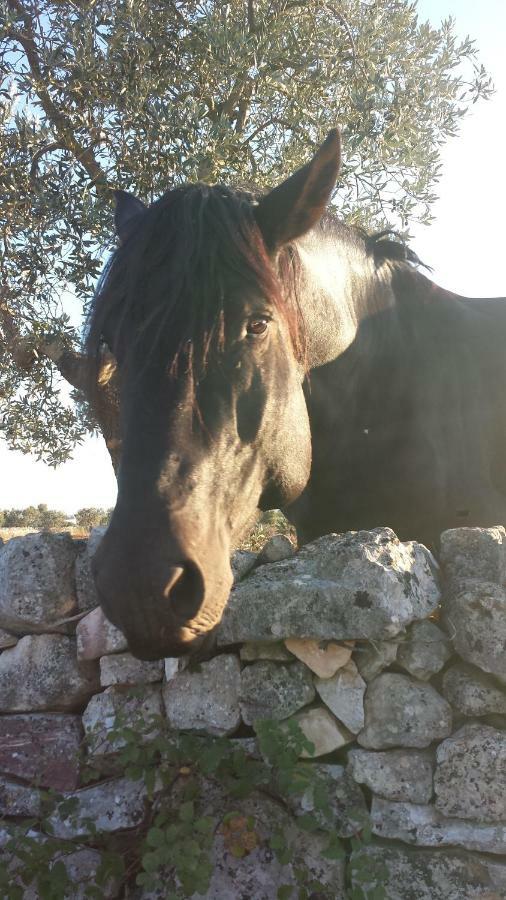 Masseria Gianca Чистернино Екстериор снимка